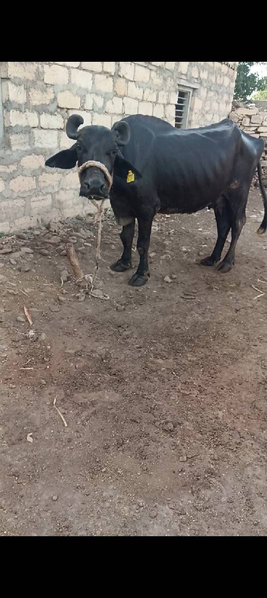ત્રીજુ વેતર વીયાણલ છે પારુ નથી