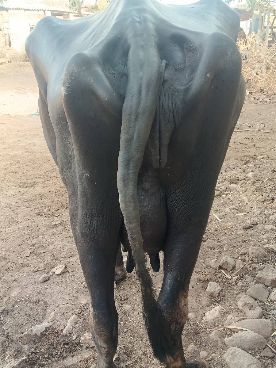 ત્રીજુ વેતર વીયાણલ છે પારુ નથી