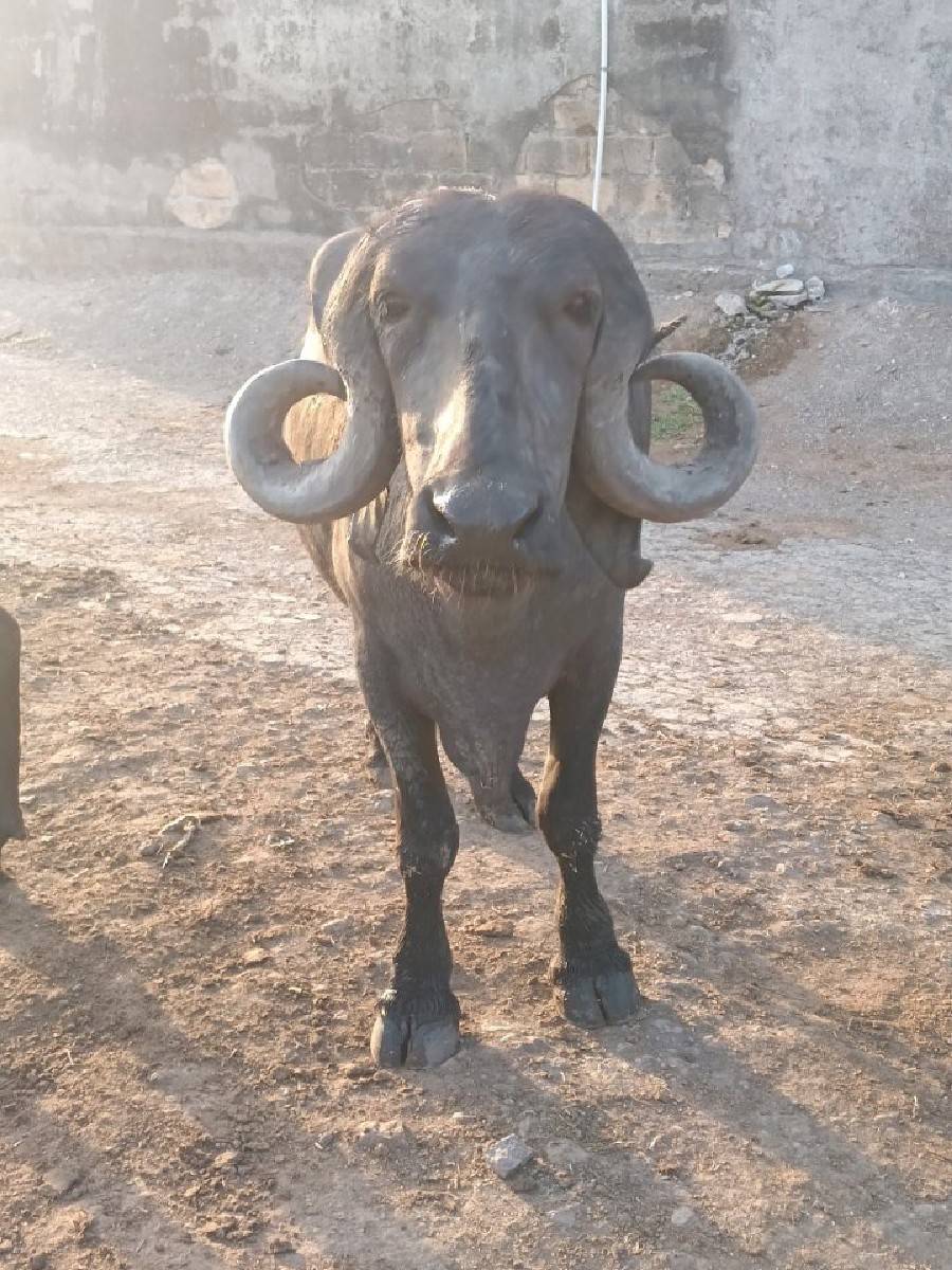 આખડેલીવેચવાનીસે