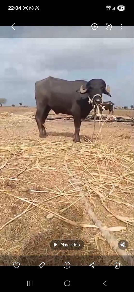 તન વરસ નો ખડેલો છે