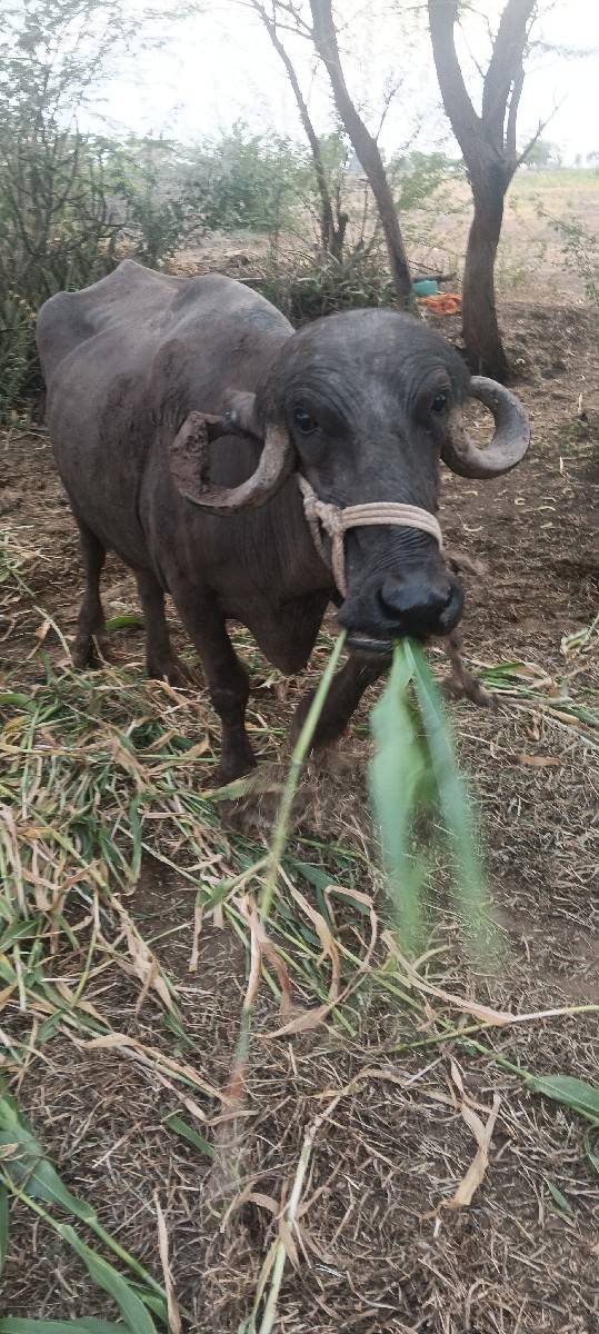 ભેંસ વેચવાની છે