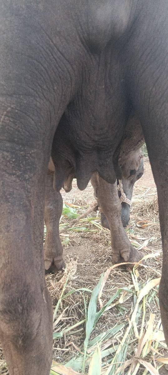 ભેંસ વેચવાની છે