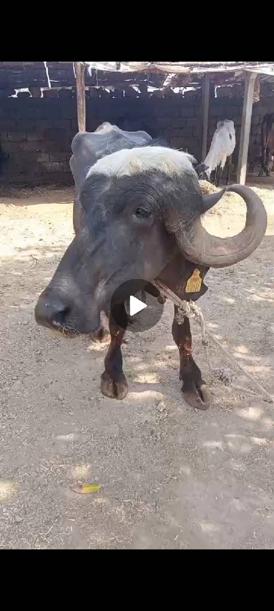 ભગરી ખડાય વેચવા ની સે