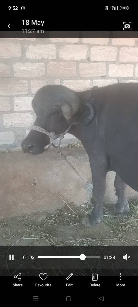 3 વર્ષ નૂ ખડેલૂ વેચવાનુ છે