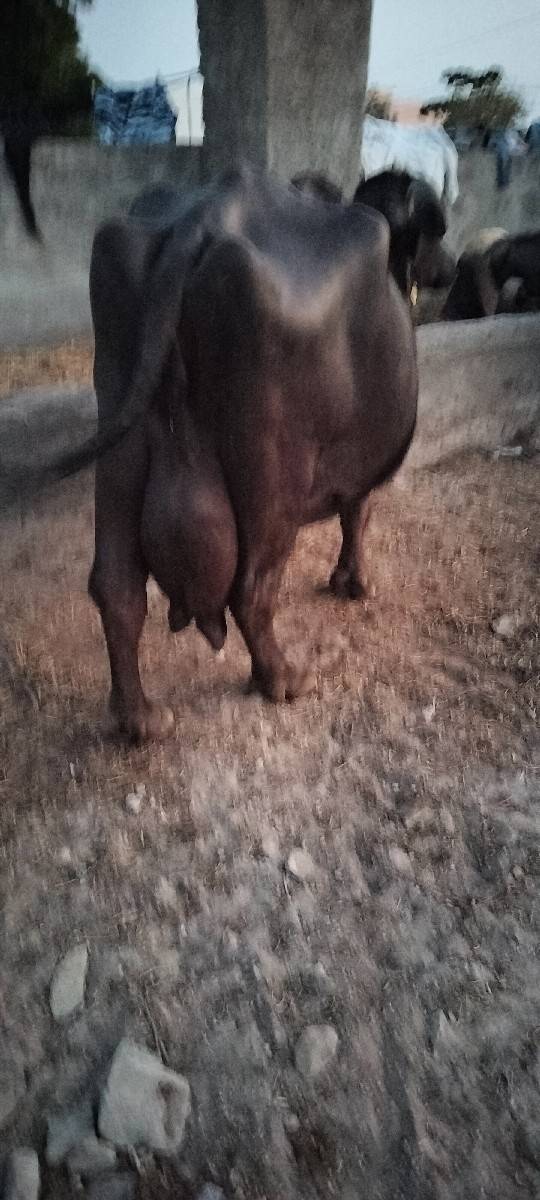 3 વર્ષ નૂ ખડેલૂ વેચવાનુ છે