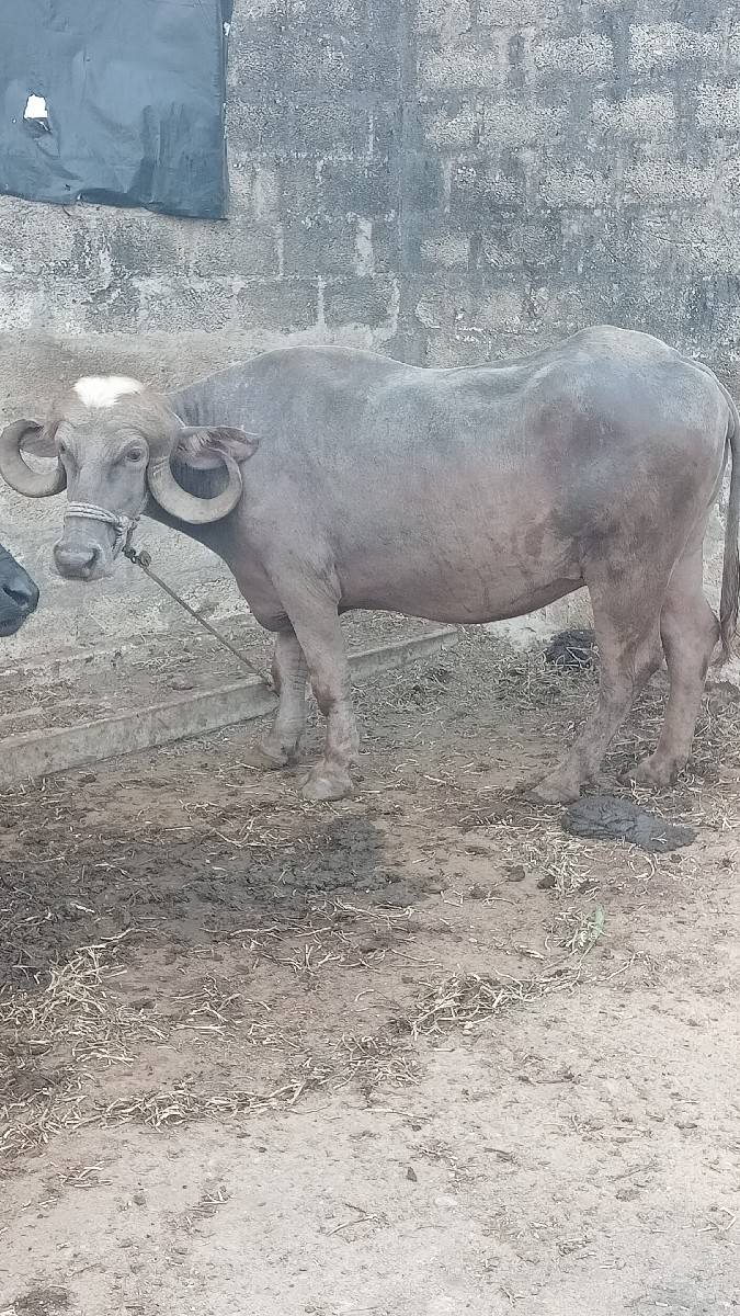 1 vatari vach vani saaa