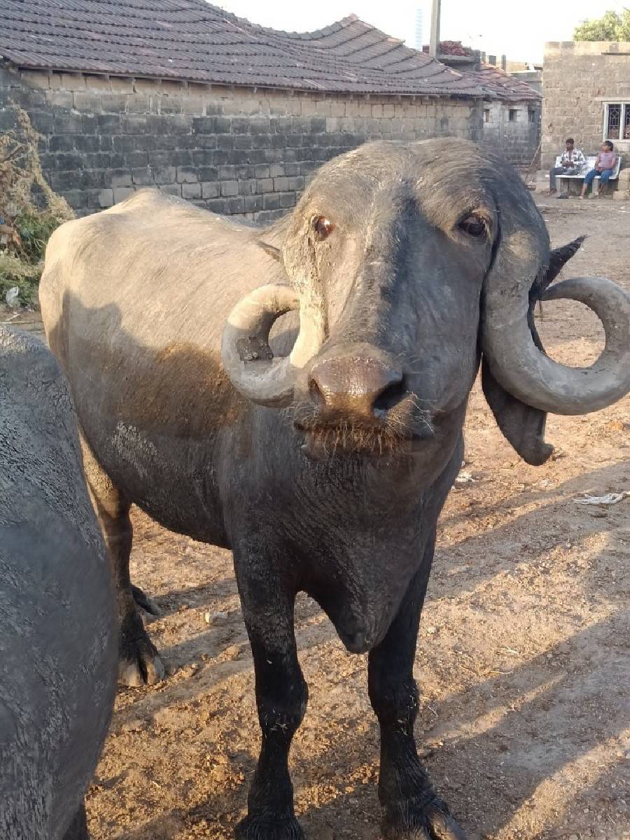 આખડેલીવેચવાનીસે