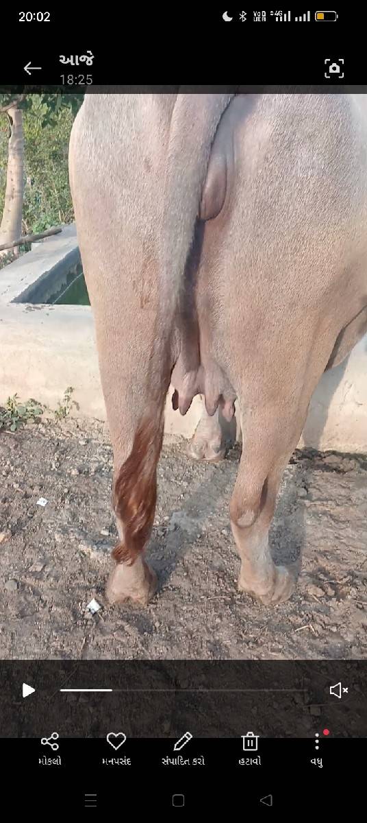 1 vatari vach vani saaa