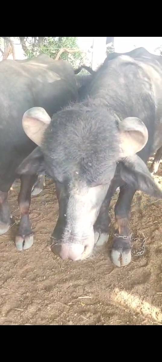 ઓરીજનલ બન્ની નશલ નો પાડો