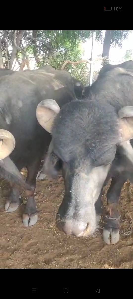 ઓરીજનલ બન્ની નશલ નો પાડો