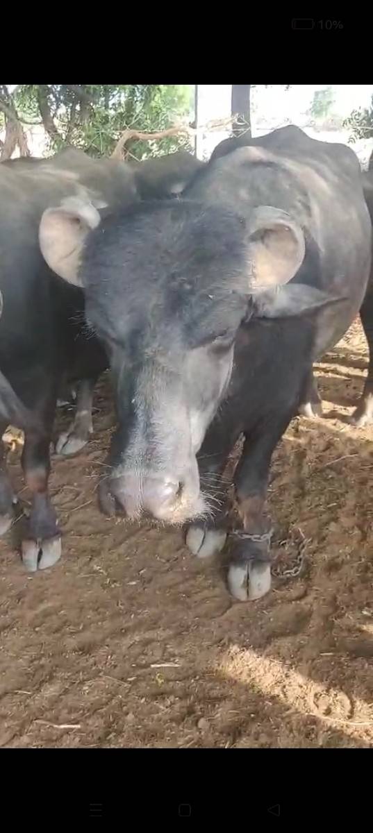 ઓરીજનલ બન્ની નશલ નો પાડો