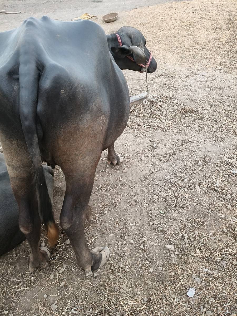 પેલું વેતર છે