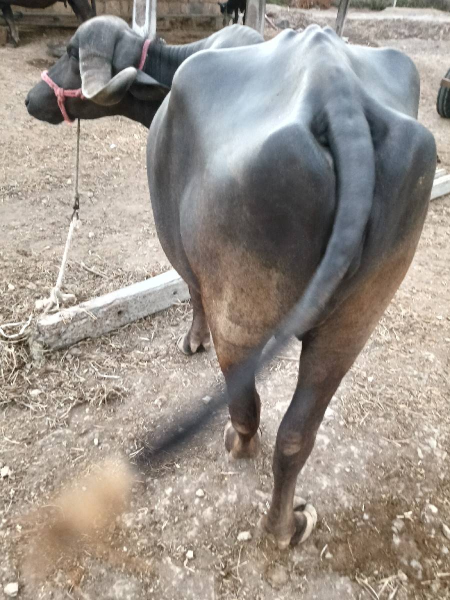 પેલું વેતર છે