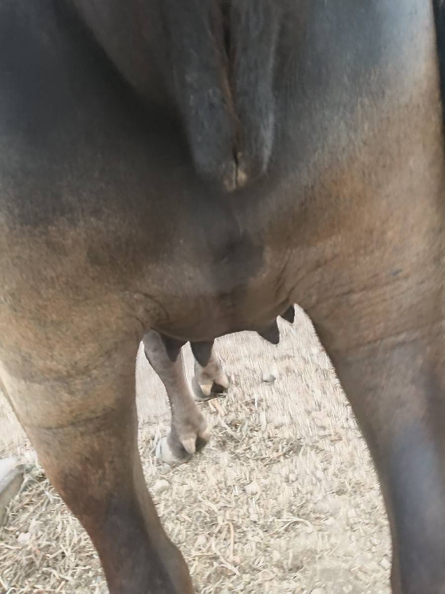 પેલું વેતર છે