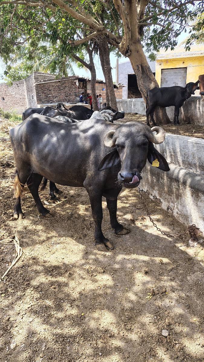 ખડેલી છે