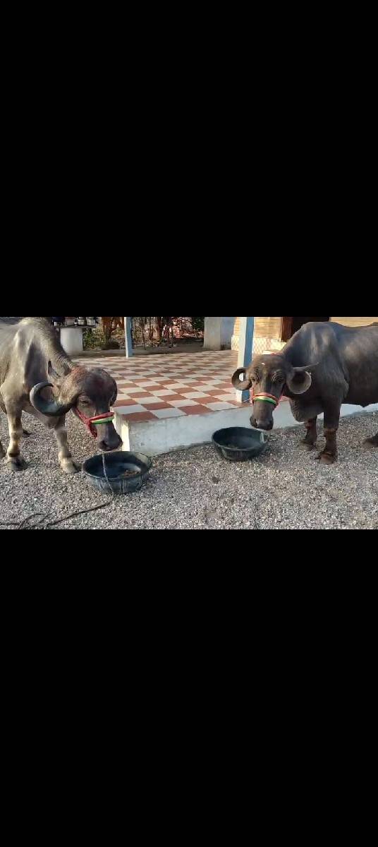 વેચવાની છે