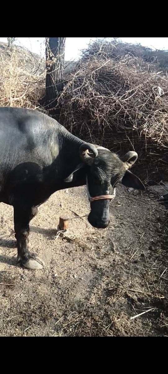 ભેંસ વેચવાની છે