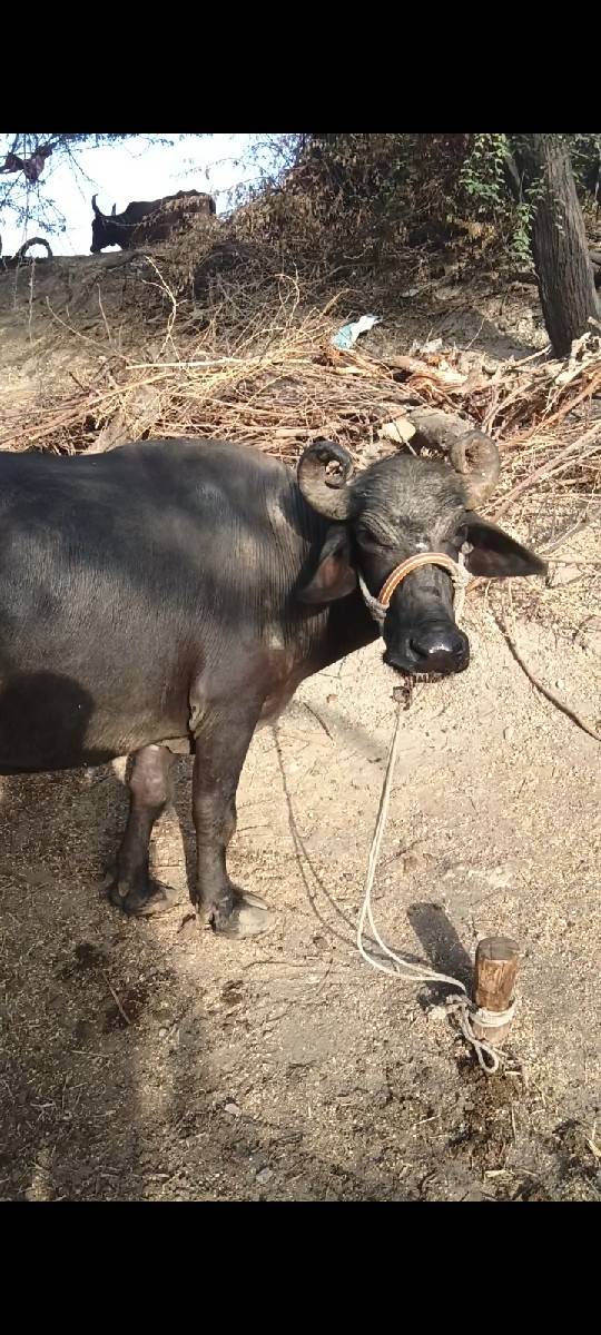 ભેંસ વેચવાની છે