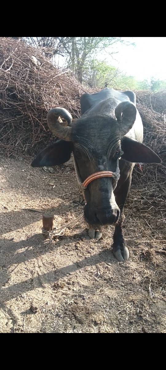 ભેંસ વેચવાની છે