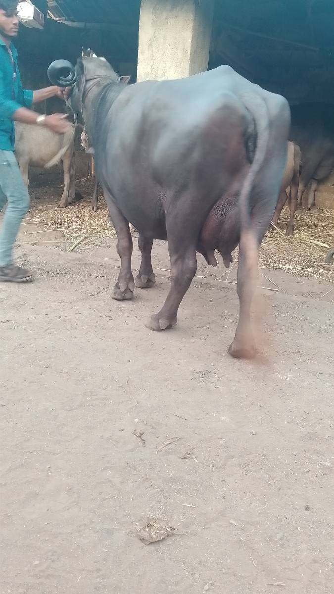 બેભેસ..વેચવાનુસે
