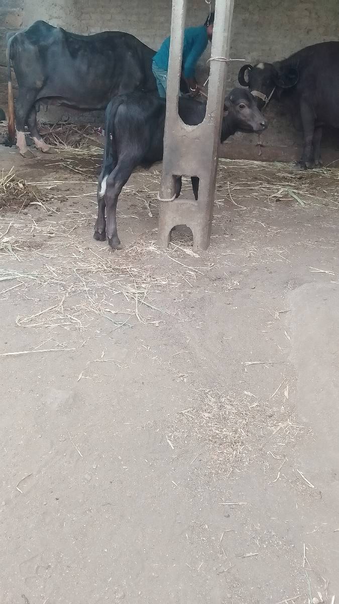 બેભેસ..વેચવાનુસે