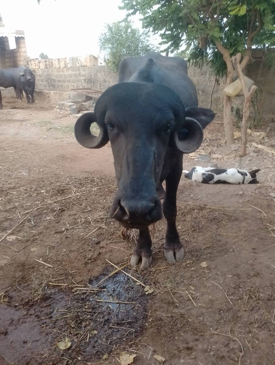 ભેંસ વેચવાની છે