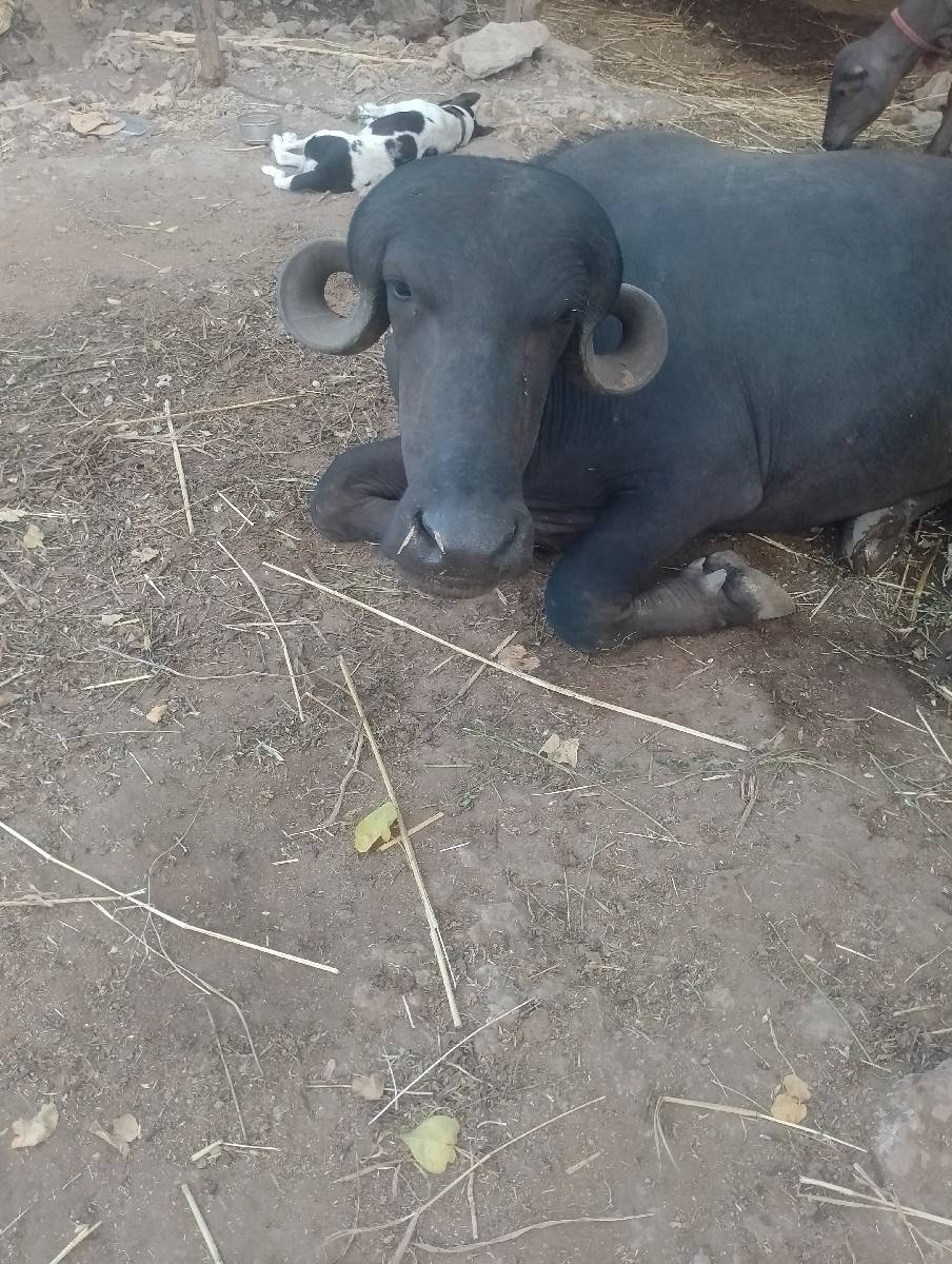 ભેંસ વેચવાની છે