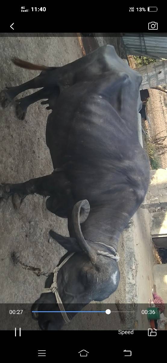 ભેંસ વેચવાની છે