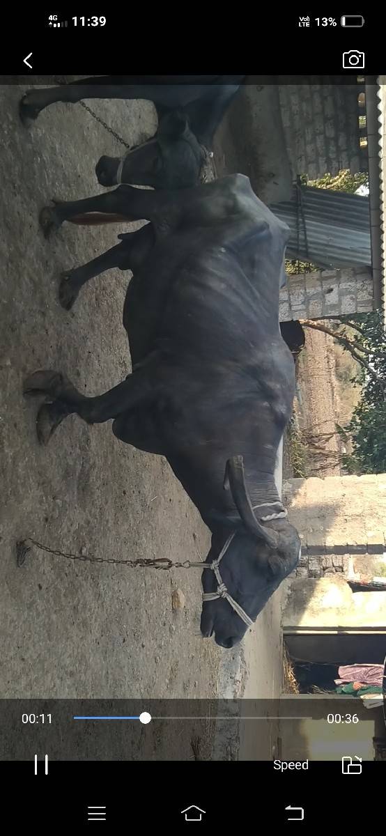 ભેંસ વેચવાની છે