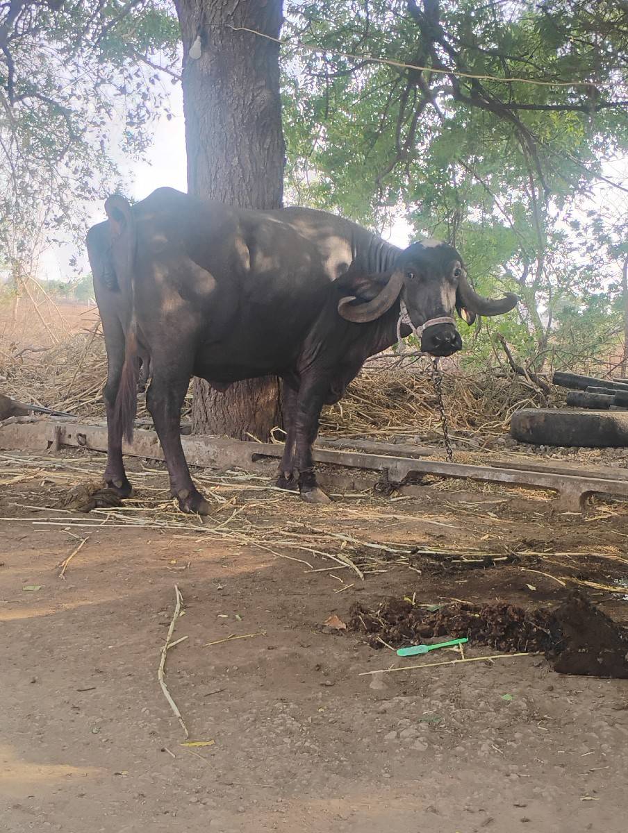 વેસવાનીછેપાસપાસલીટરદુધછે