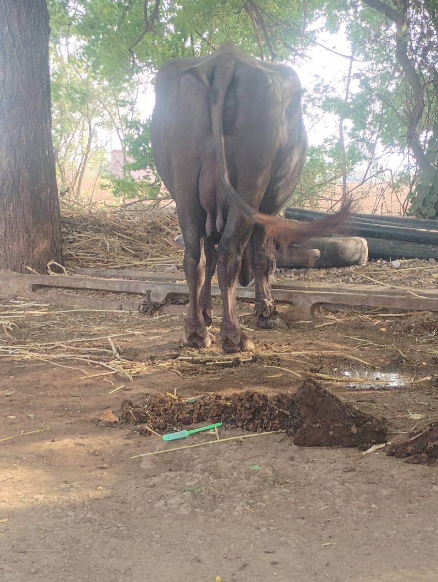 વેસવાનીછેપાસપાસલીટરદુધછે
