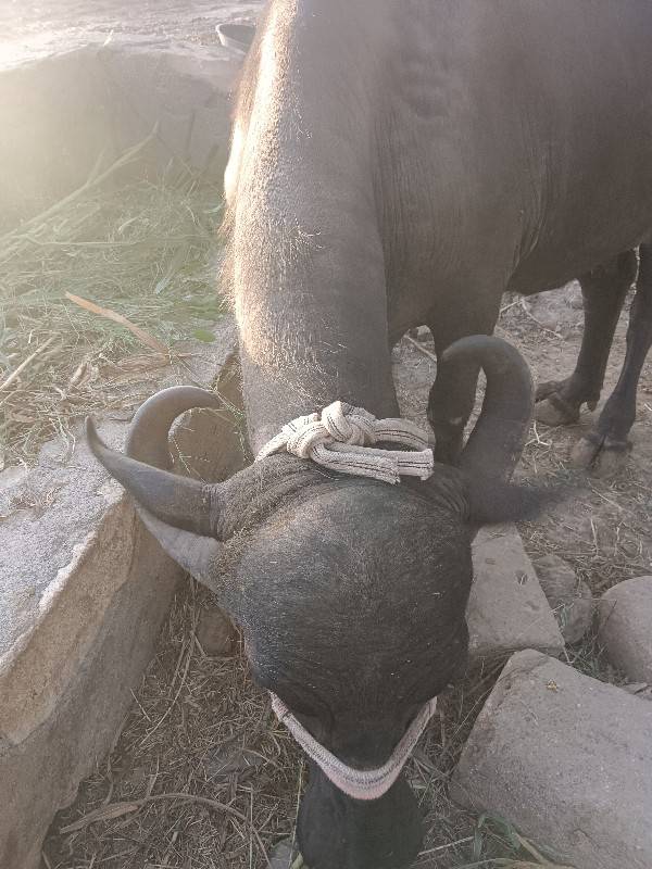 ભેંસ વેચવાની છે