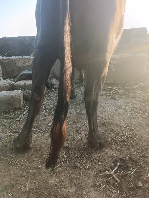 ભેંસ વેચવાની છે
