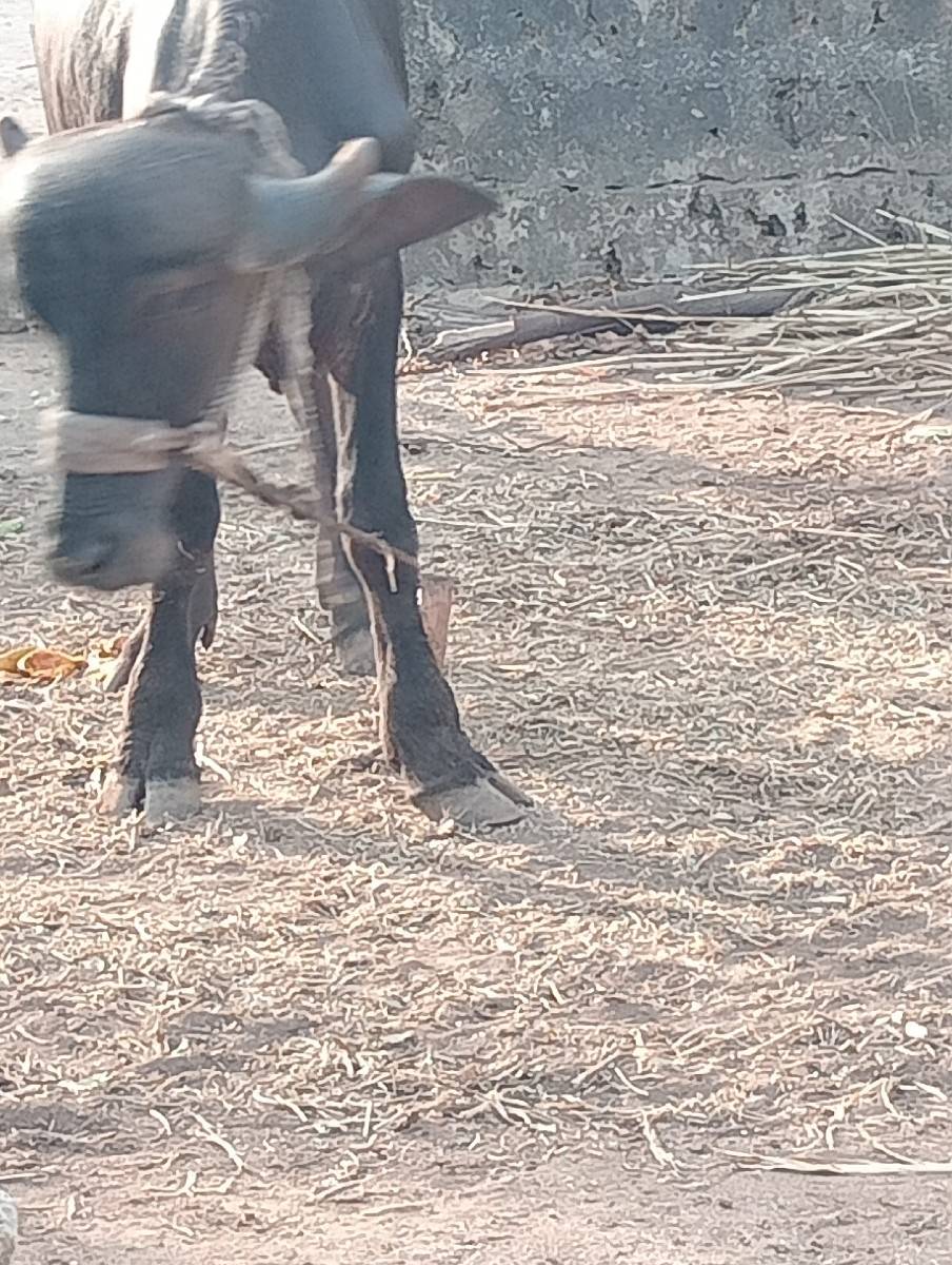 વેસવાની છે
