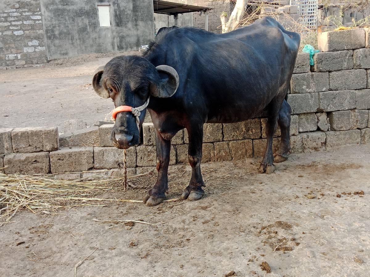 લેવા માટે જ ફોન કે મેસેજ કરવો