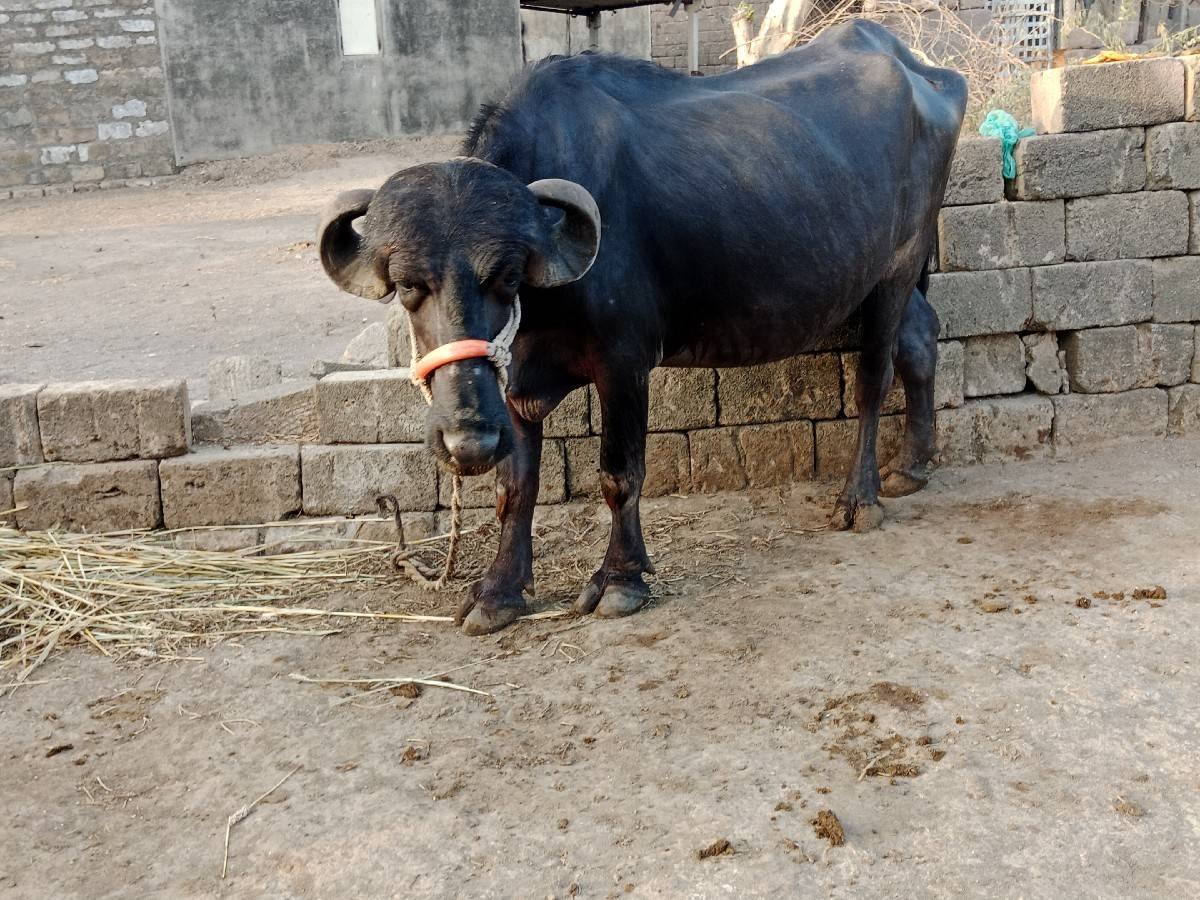 લેવા માટે જ ફોન કે મેસેજ કરવો