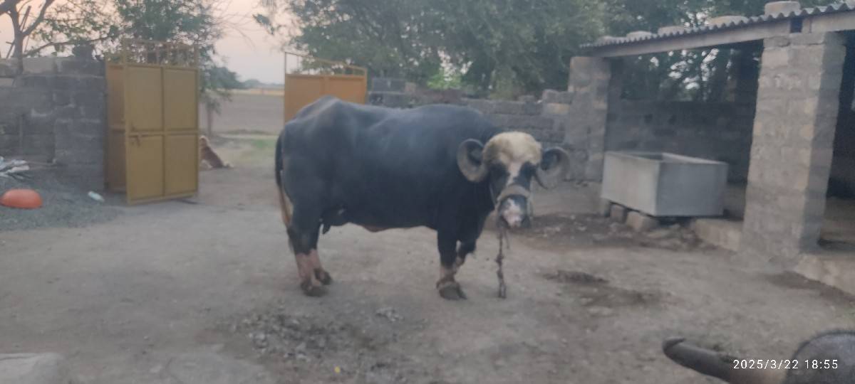 bhesha vesh vani she