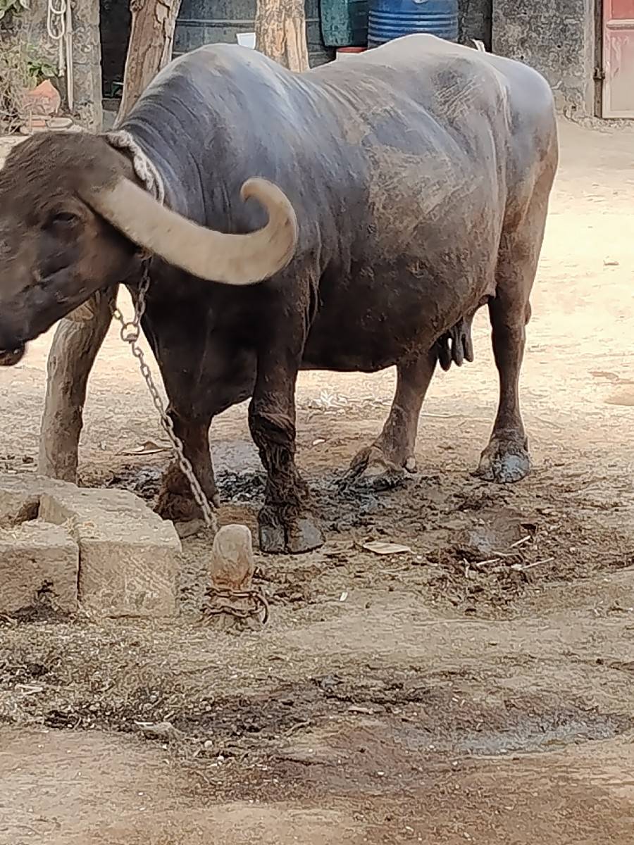 ભેંસ વેચવાની છે