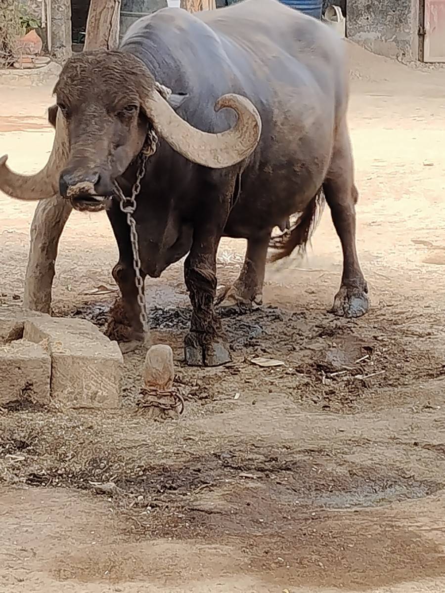 ભેંસ વેચવાની છે