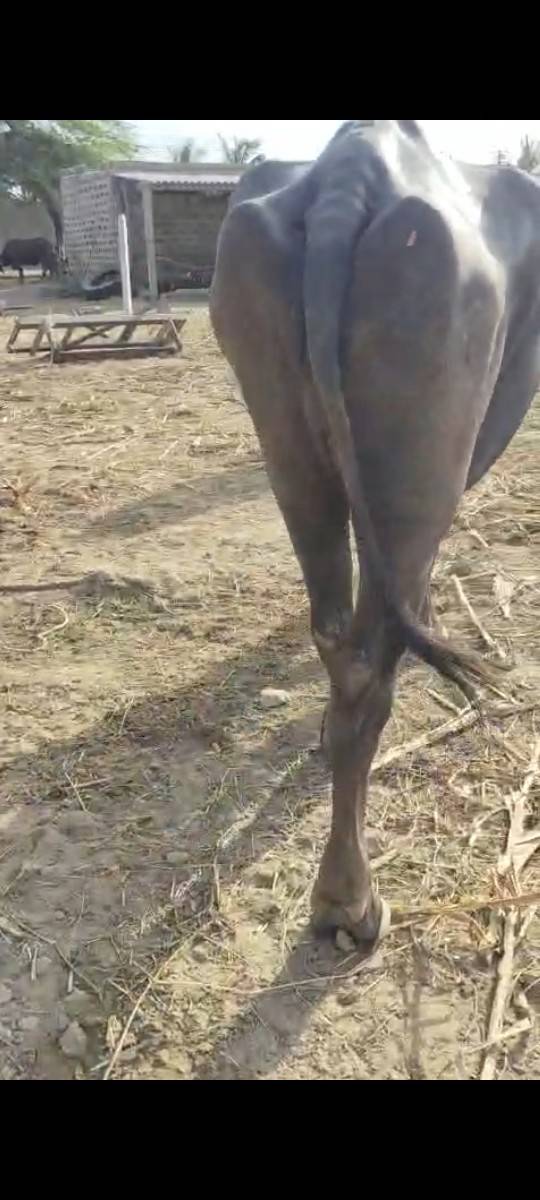 સાત મહીના ધાભઠ