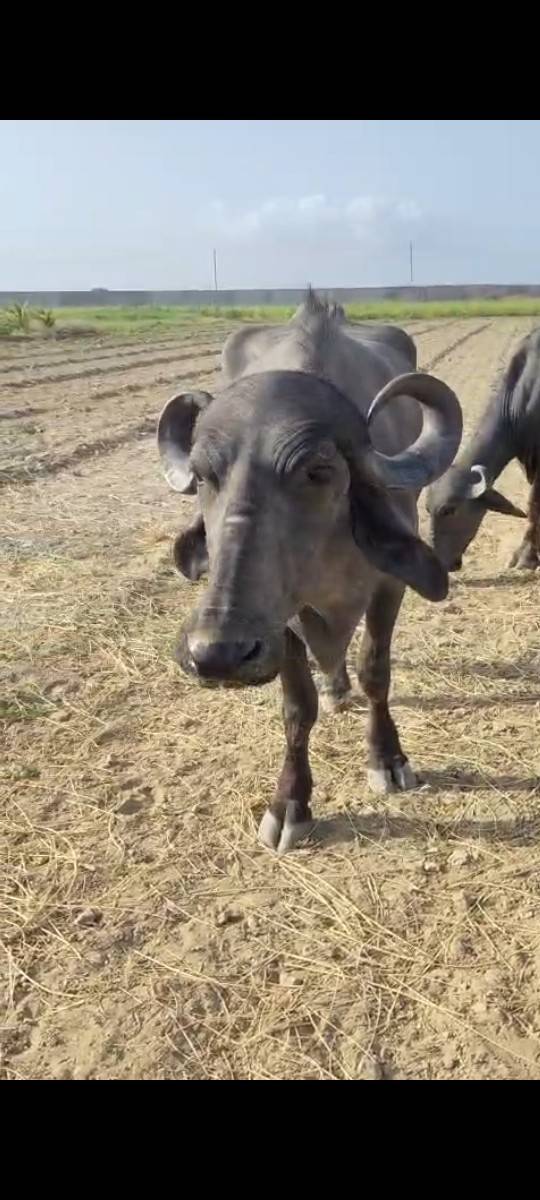 સાત મહીના ધાભઠ