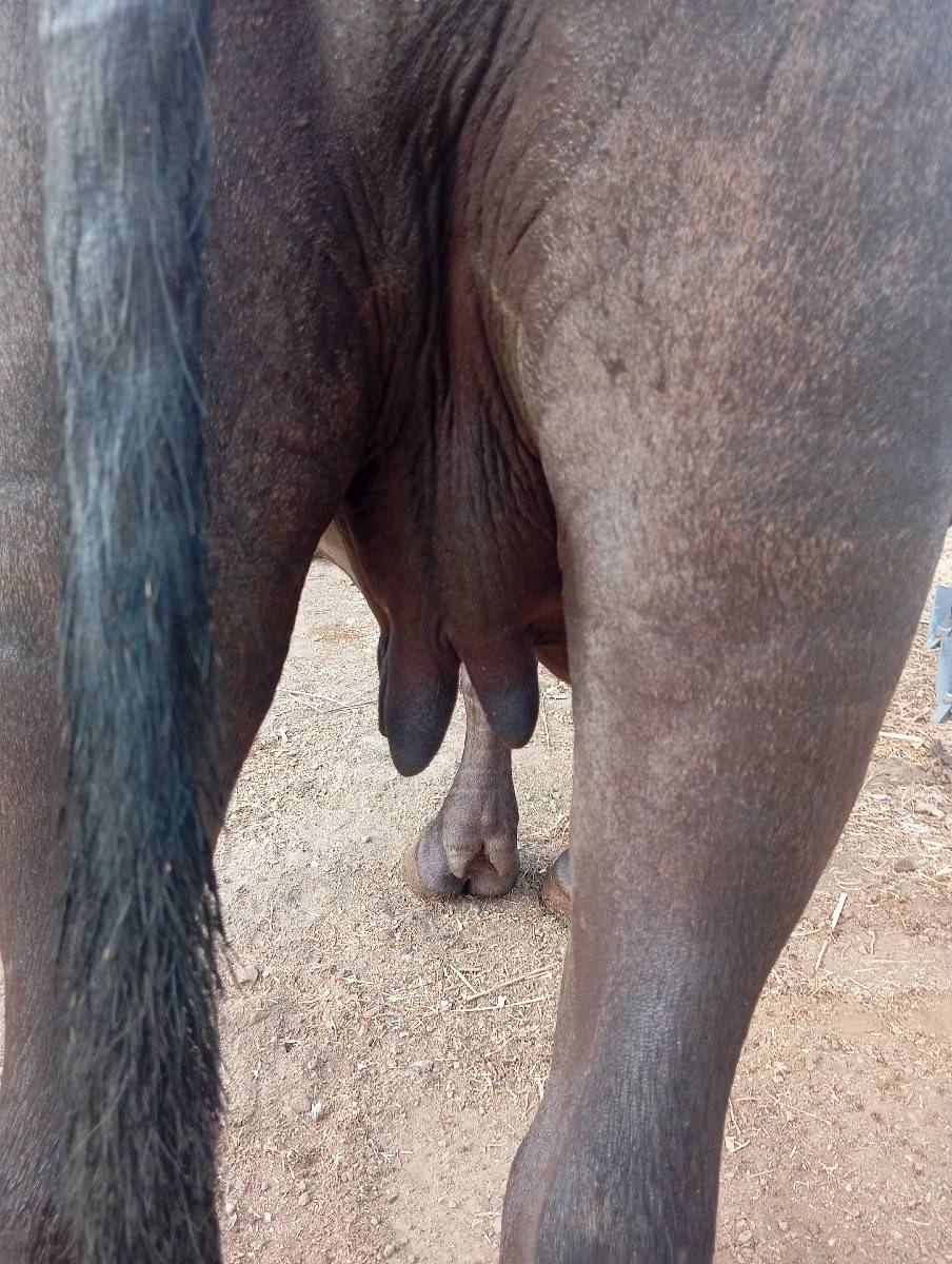 ખડેલી વેચવાની છે