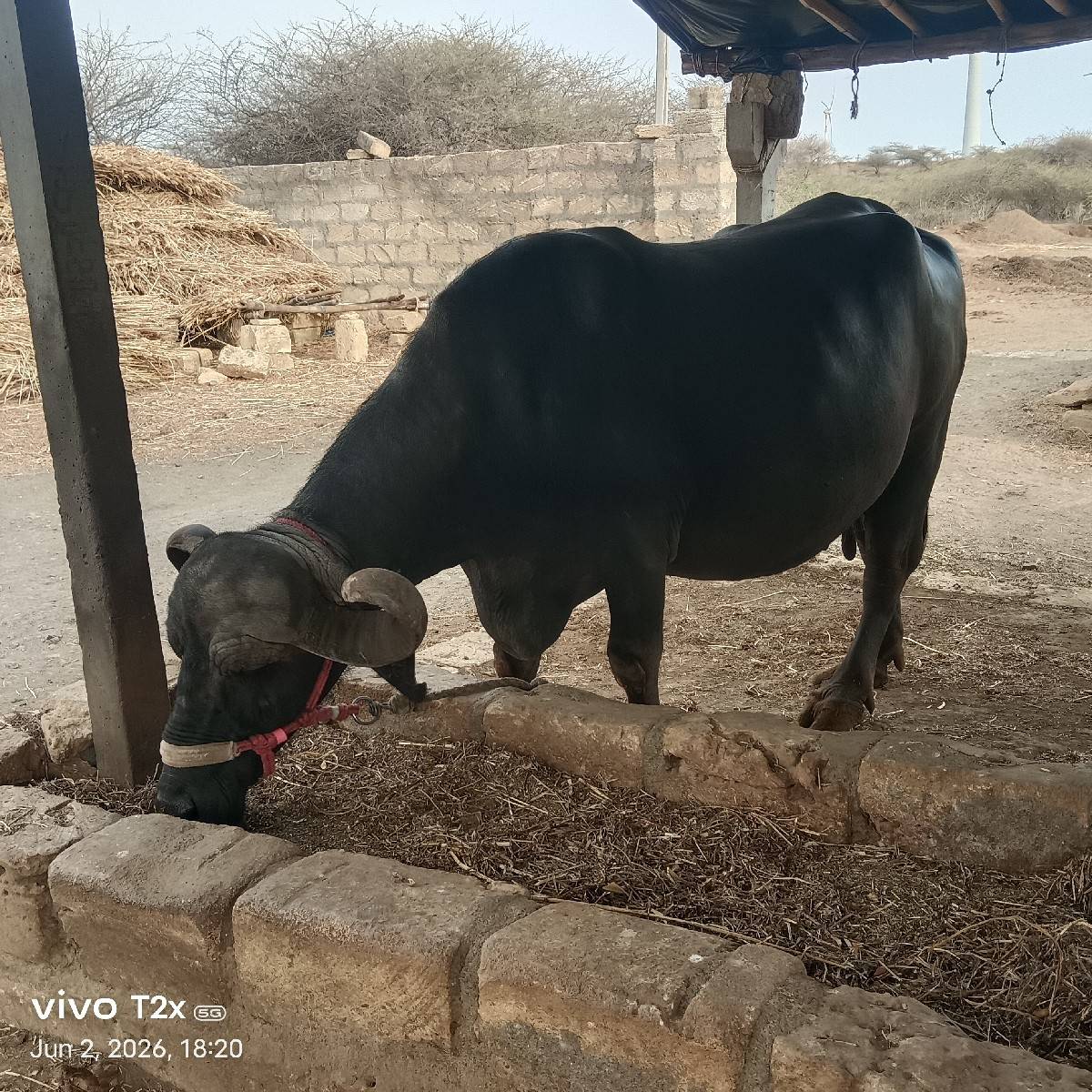 તીજું વેતર