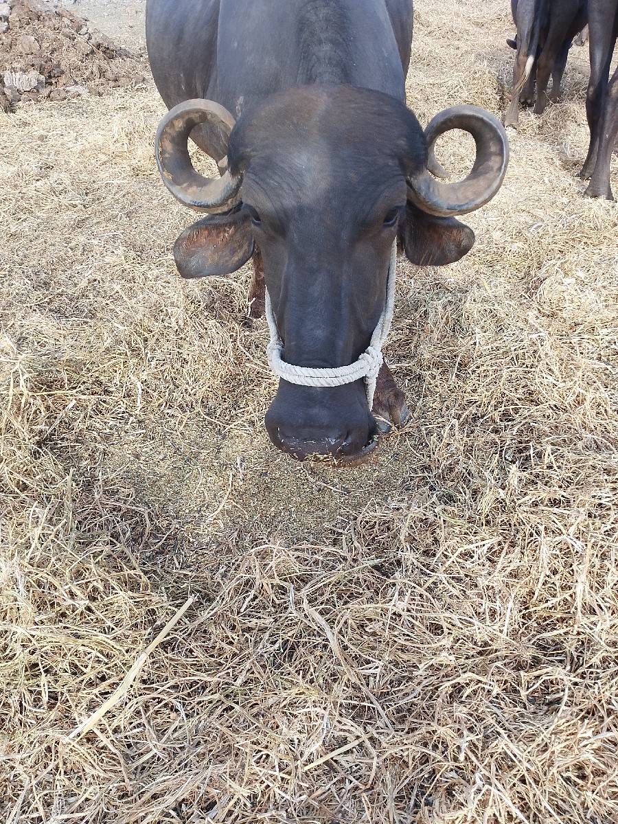 ખળેલી વેચવાની સે