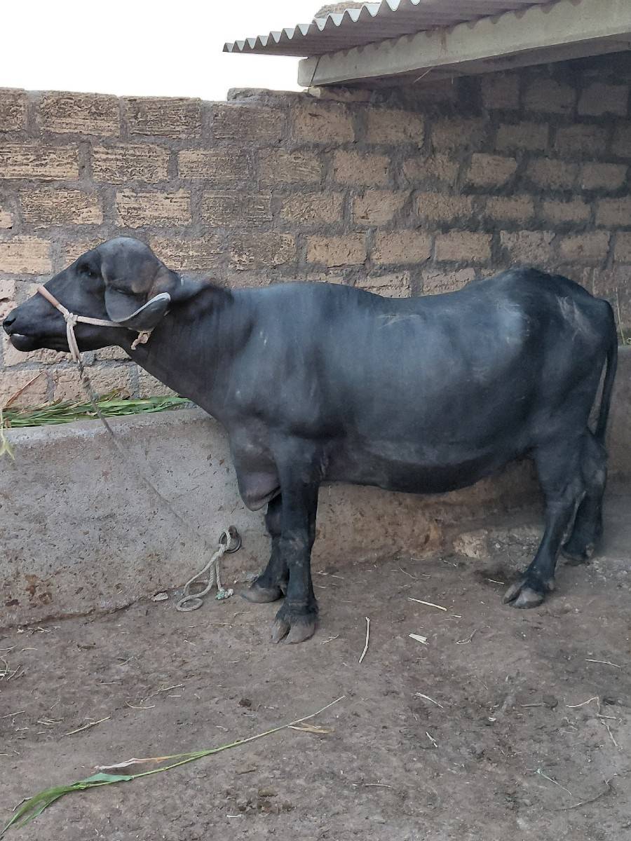 2 khadela vechvana che
