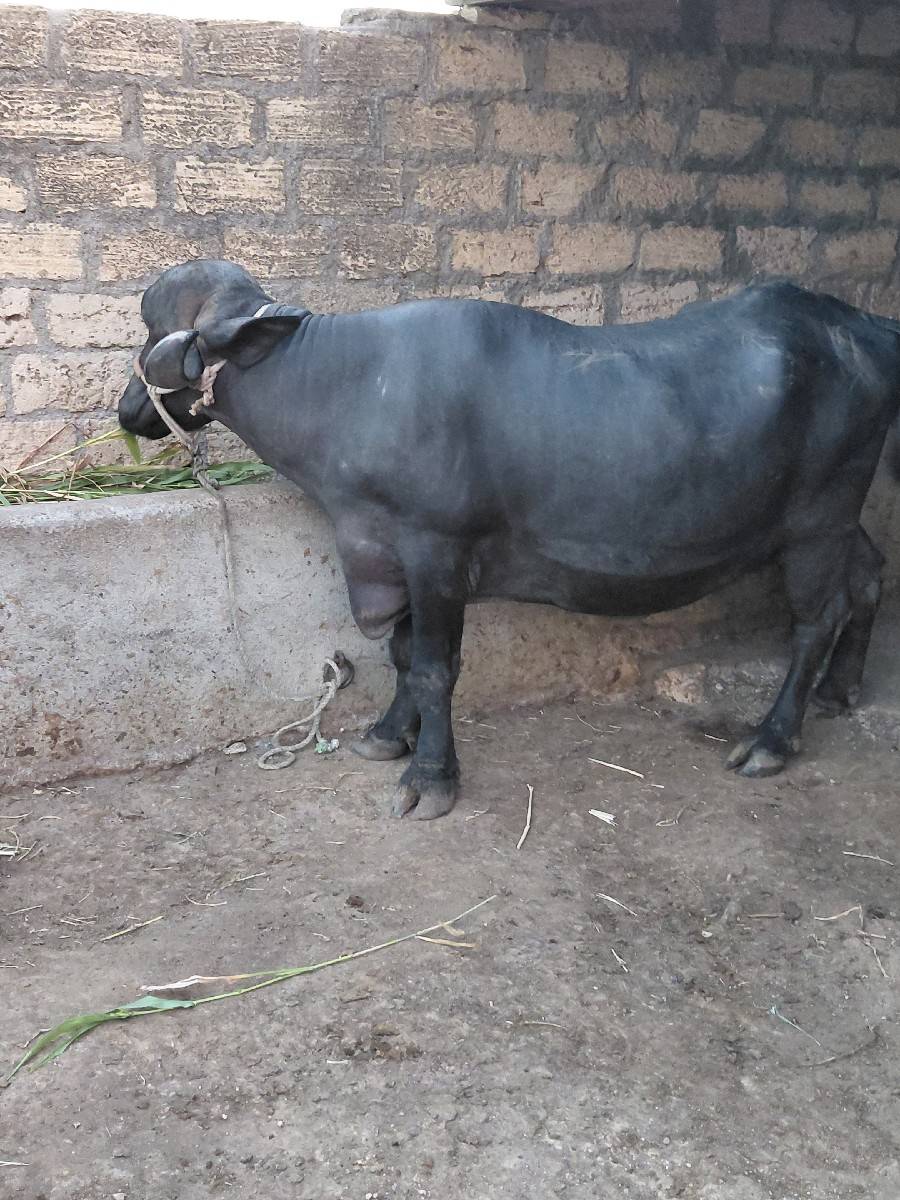 2 khadela vechvana che