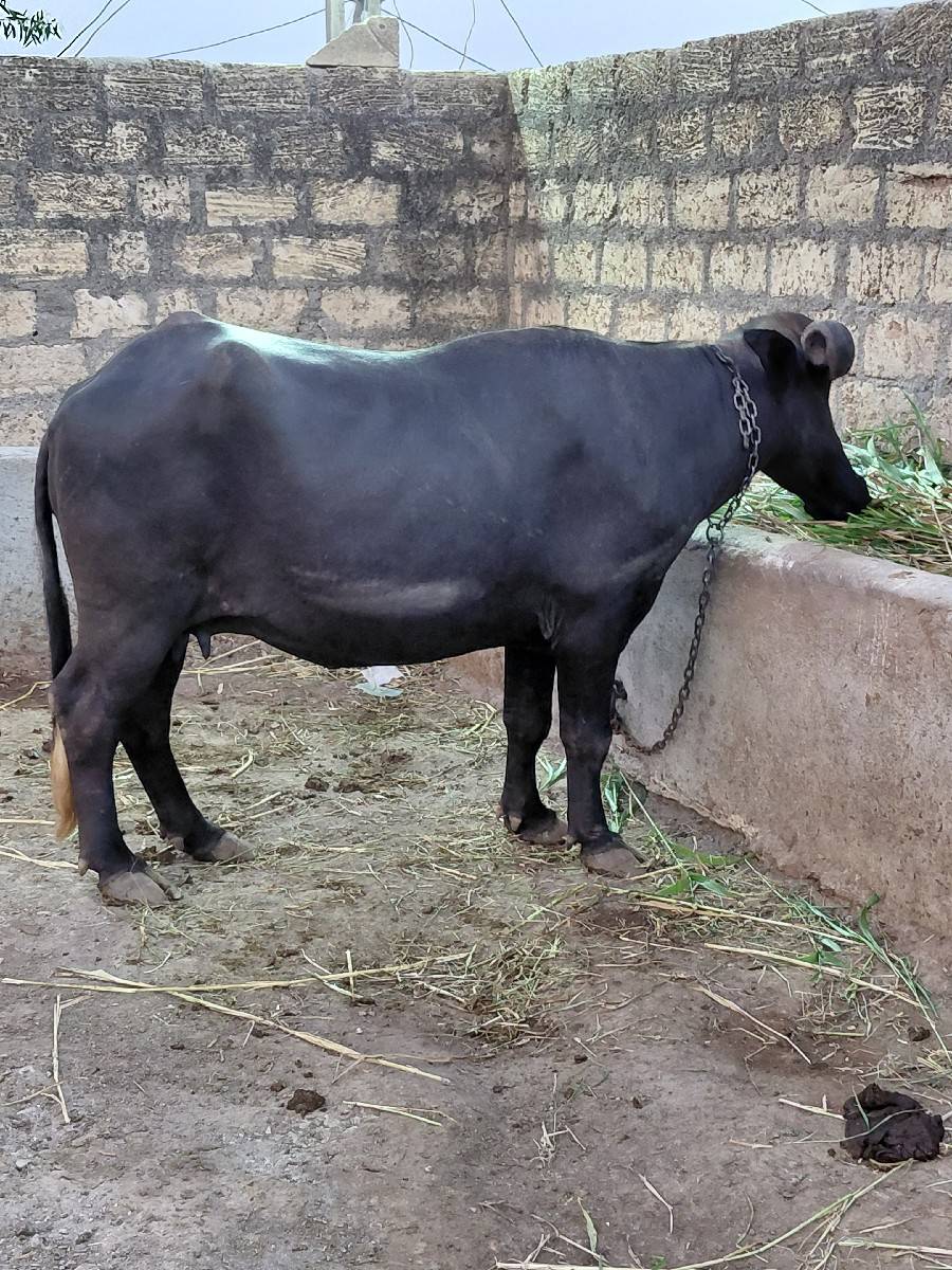 2 khadela vechvana che