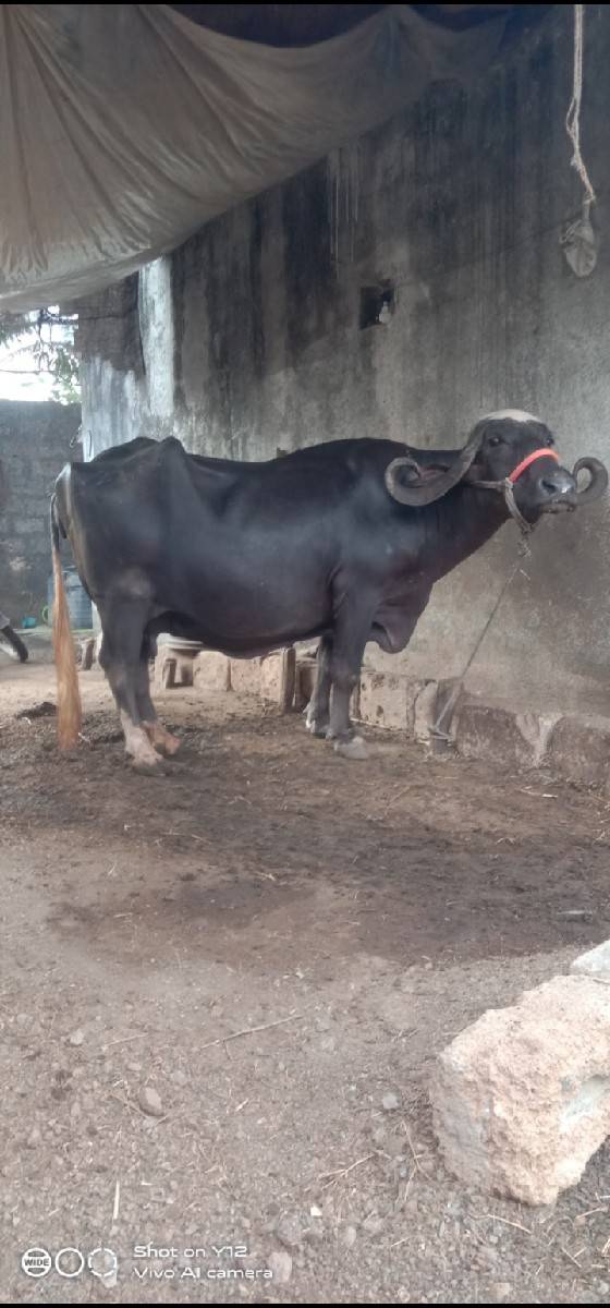 ભેંસ વેચવાની છે
