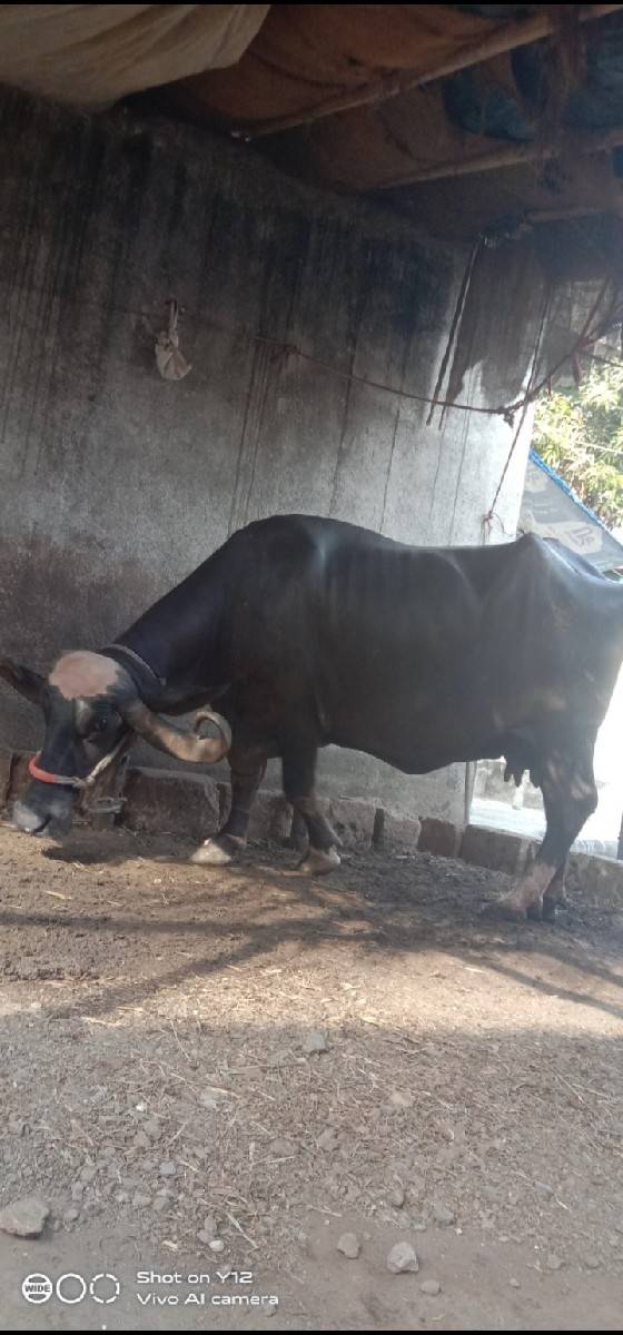 ભેંસ વેચવાની છે