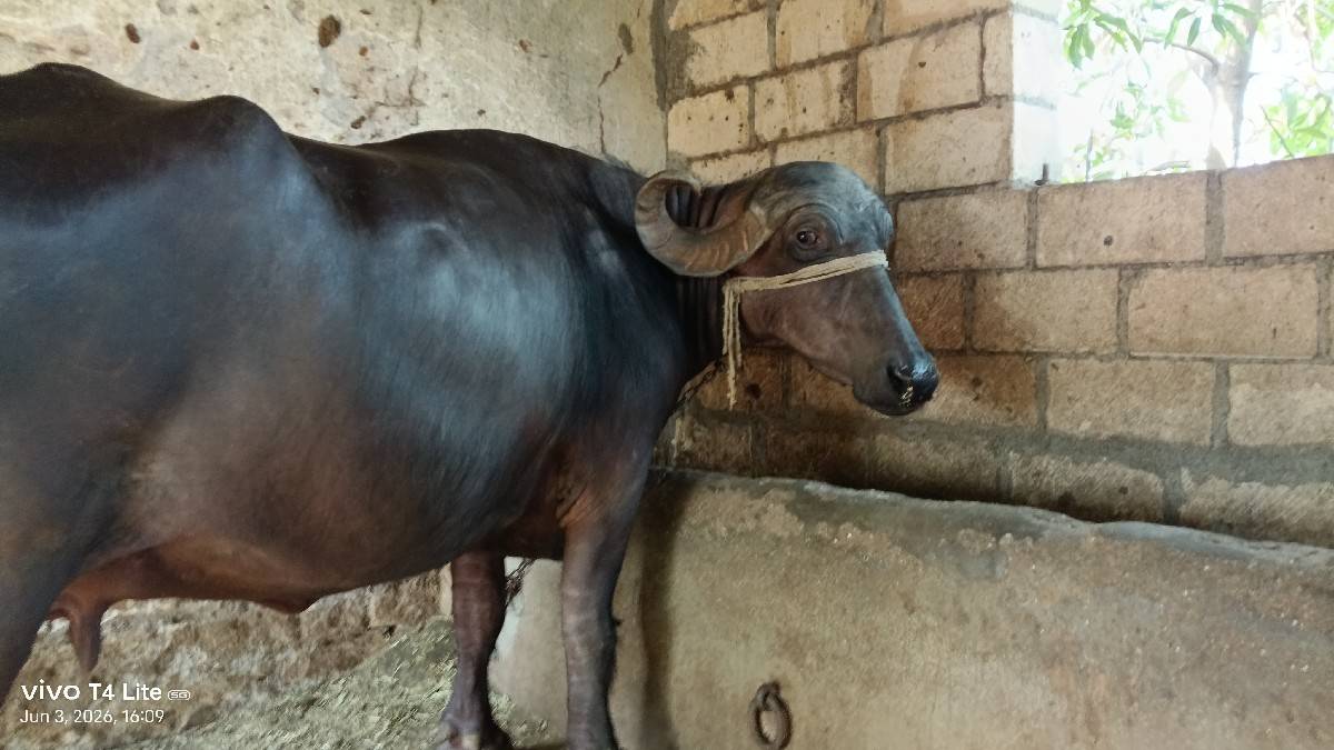 bafalo